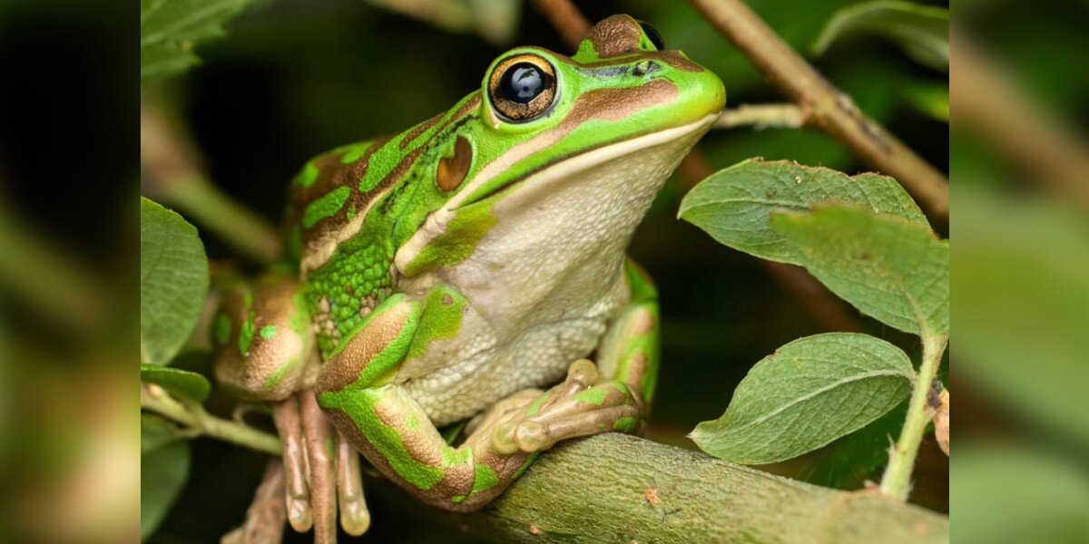 Scientist Is Stunned To Discover Unique ‘Optical Effect' On Frog's Skin