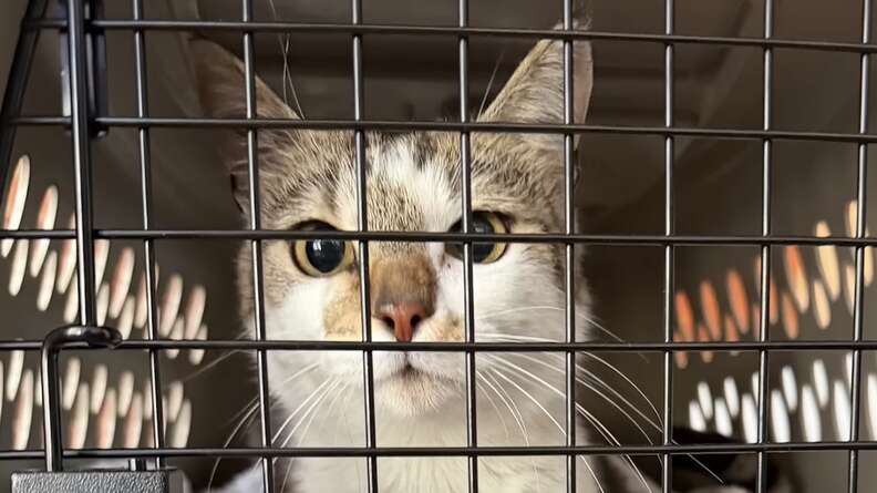 Kitten in travel van