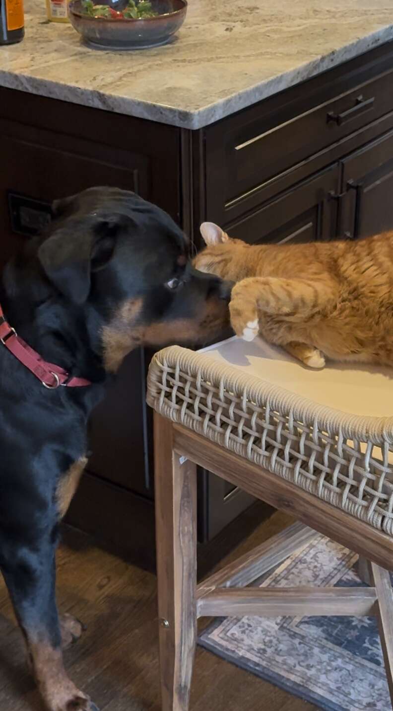 犬と猫の友達