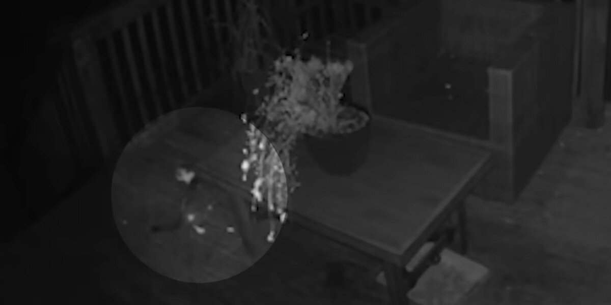 Kitten playing and napping routine