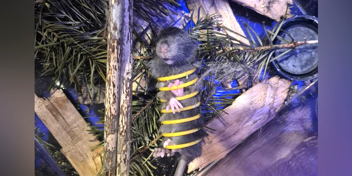 Cats Lead Parents To A Little Mouse In A 'Ridiculous' Predicament