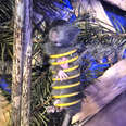 Cats Lead Parents To A Little Mouse In A 'Ridiculous' Predicament