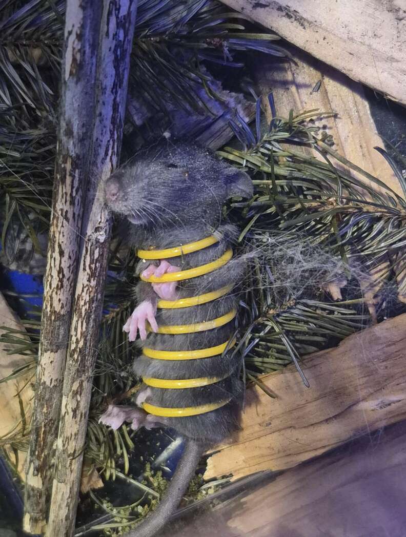 Mouse trapped in a plastic spring toy