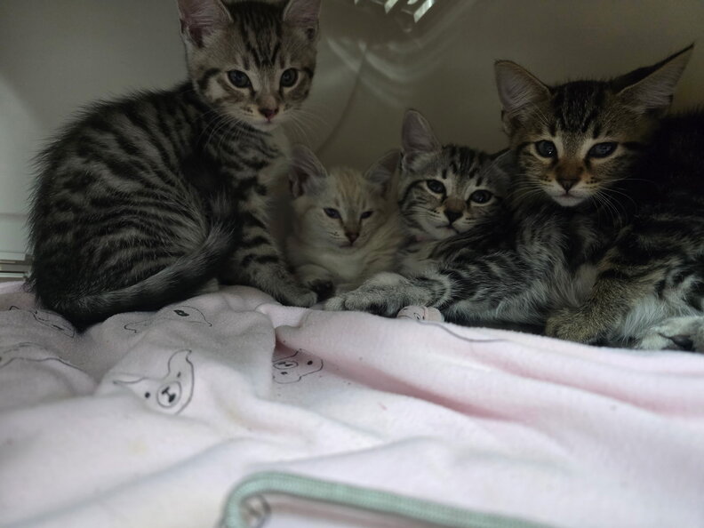 BC SPCA staff examining the kittens