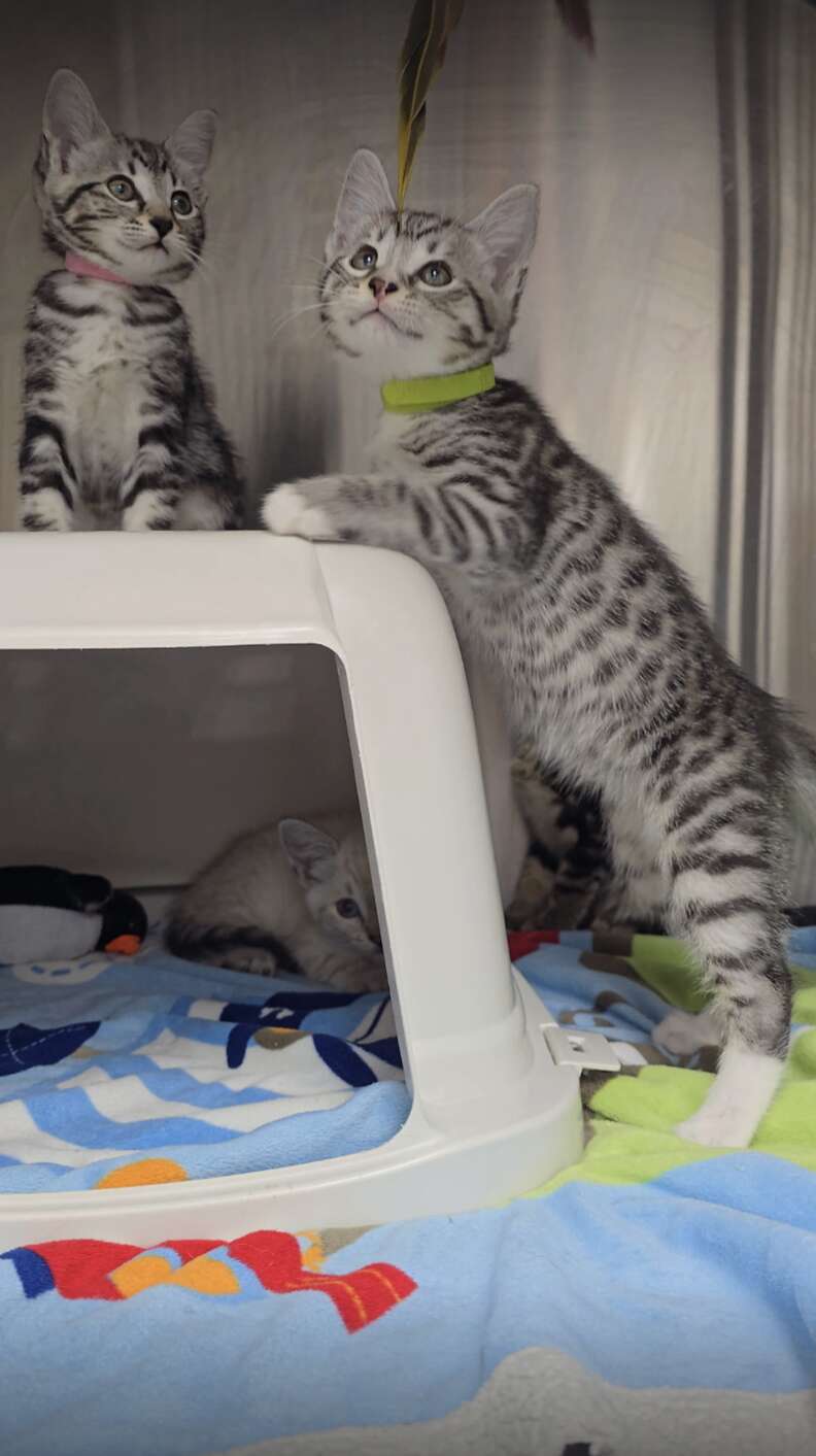 子猫たちの幸せな日々