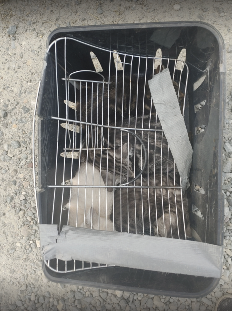 元気な子猫たち