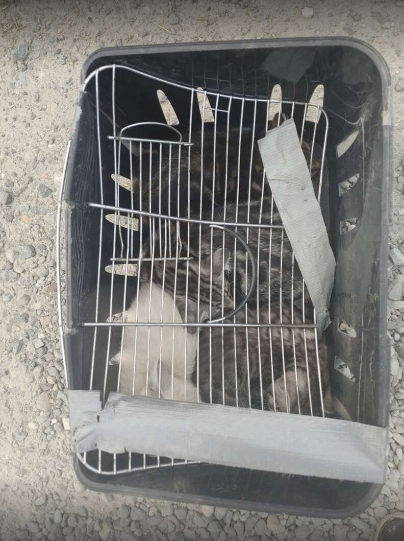 元気な子猫たち