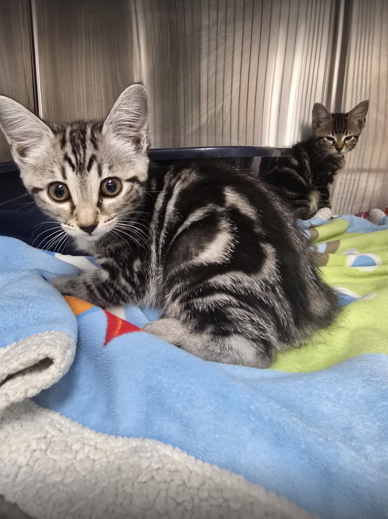 The newly named kittens including Hatch, Portal, Wicket, and Lattice