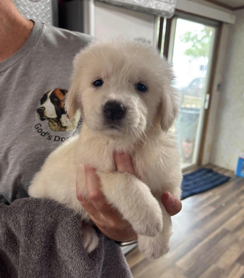 白い子犬