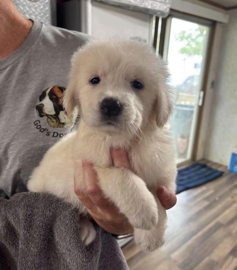 白い子犬