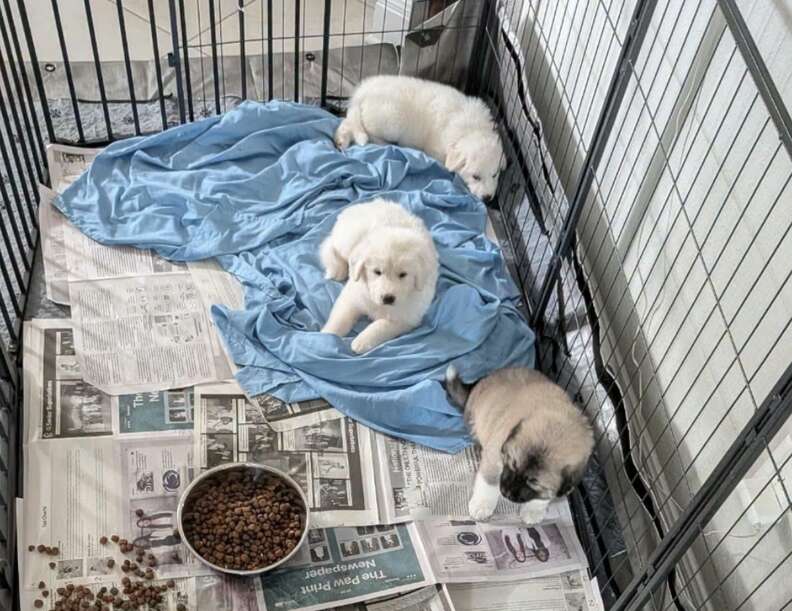 子犬たち