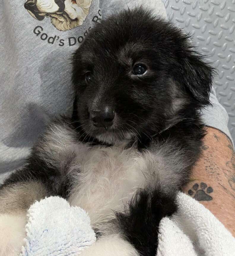 子犬を抱えている人