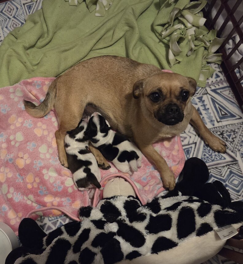 子犬たち