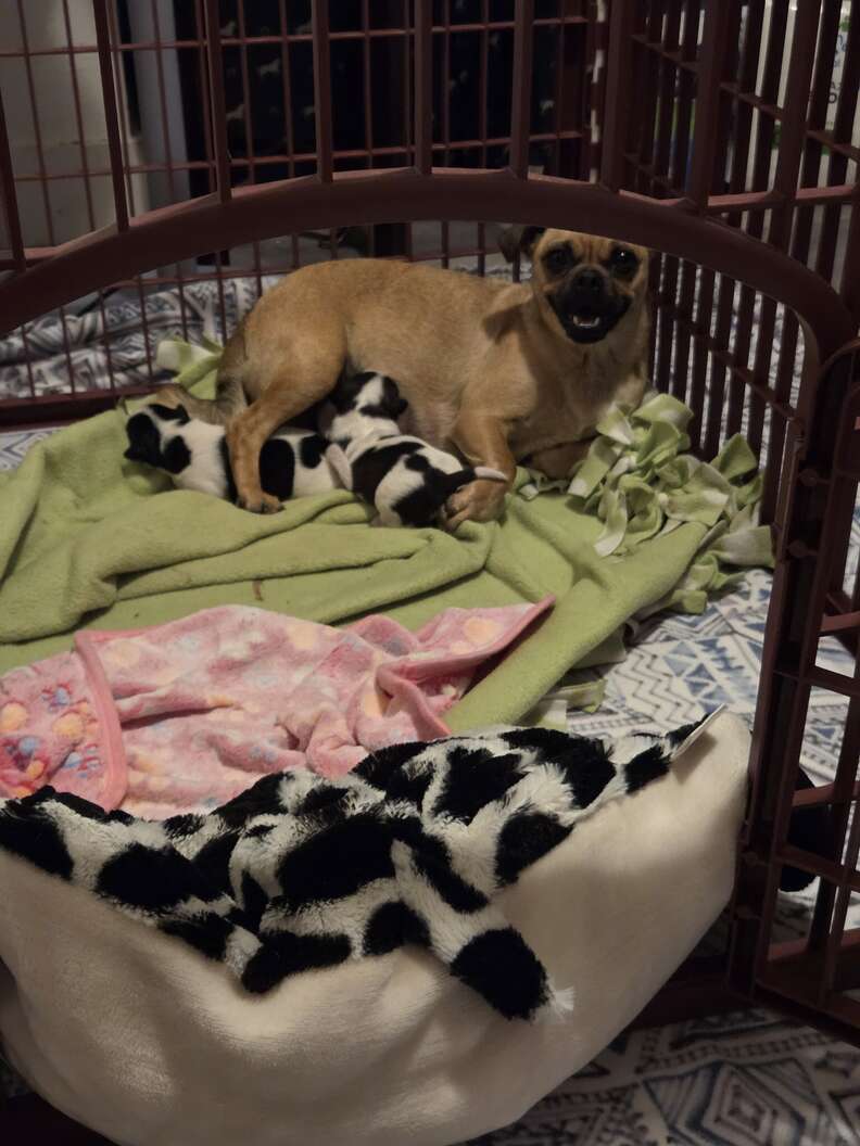 ミリーと牛の子犬たち