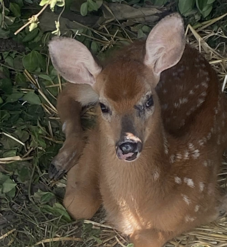 rescued deer fawn