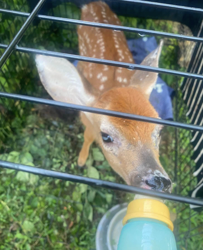 baby deer drinking bottle