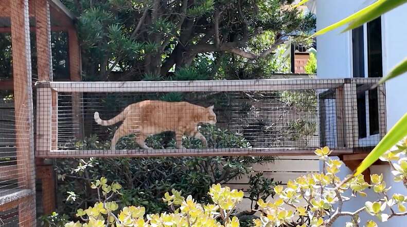 Cheddar and Junior enjoying birdwatching