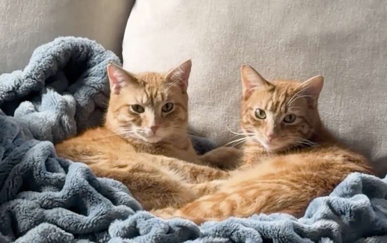 Cheddar and Junior playing in the catio