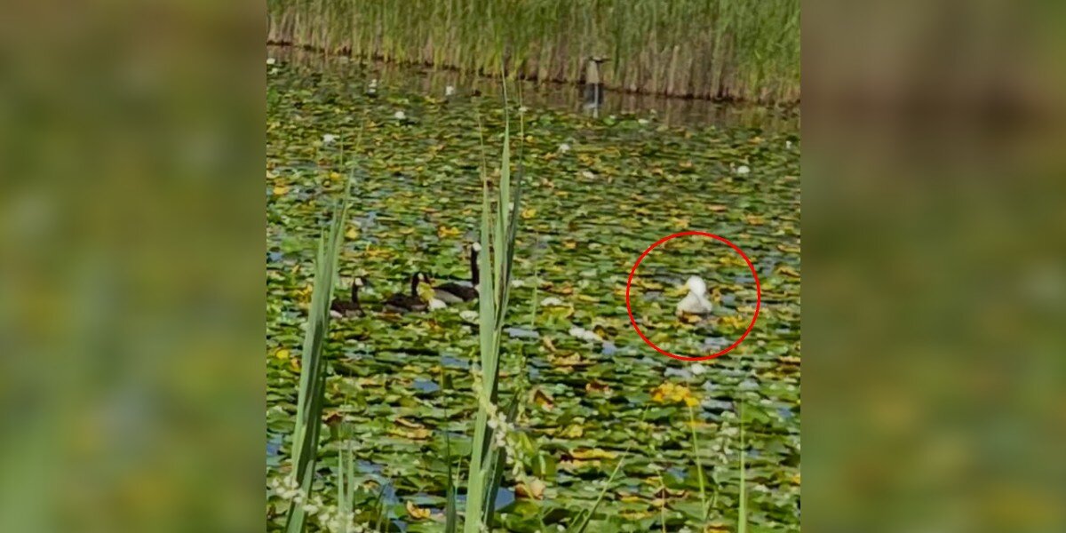 Woman Spots White 'Angel' Floating Among Geese — Then Realizes He Doesn't Belong