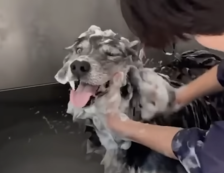 ミルトンのビフォーアフター