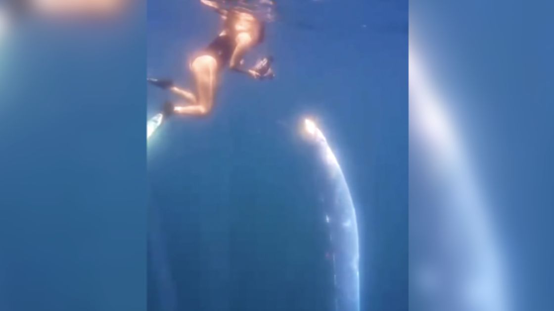 Tour Guide Captures Rare Footage Of ‘Doomsday Fish’ Swimming At The Surface