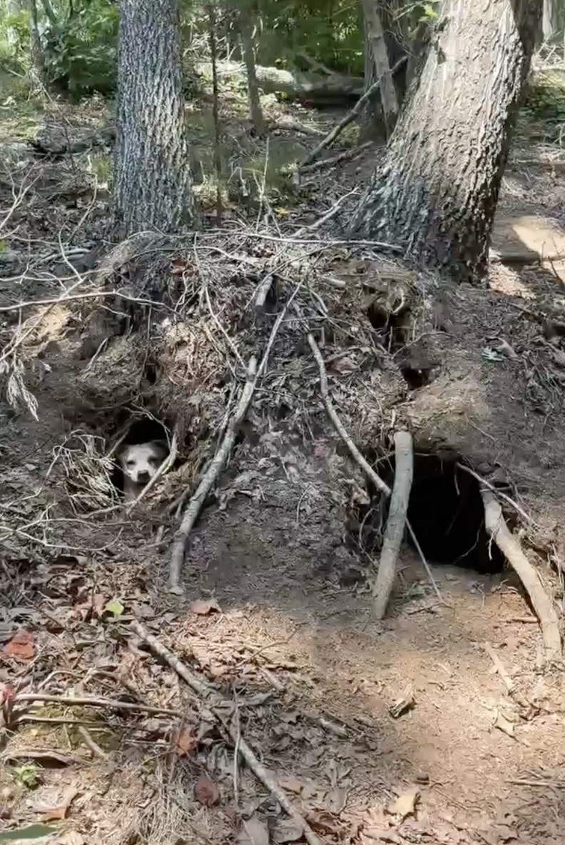 Smiling Dog Pokes Head Out Of Fallen Tree — And Reveals She's Hiding So Many Babies
