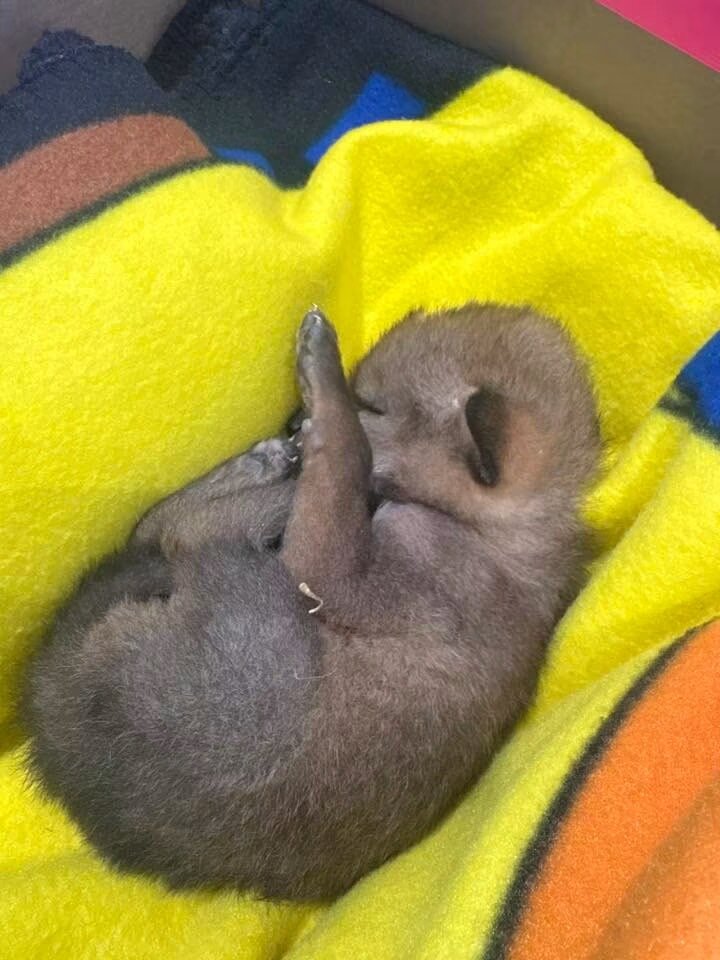 Boy Walking Home From School In Detroit Finds A Puppy — Then Vet Reveals It’s Not What It Seems