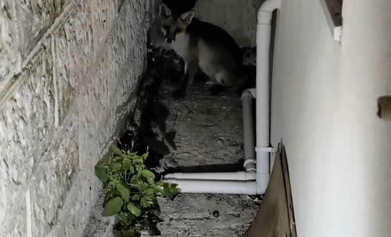 Couple Hear 'Screams'At 3 A.M. And Find Someone Trapped In Their Garden