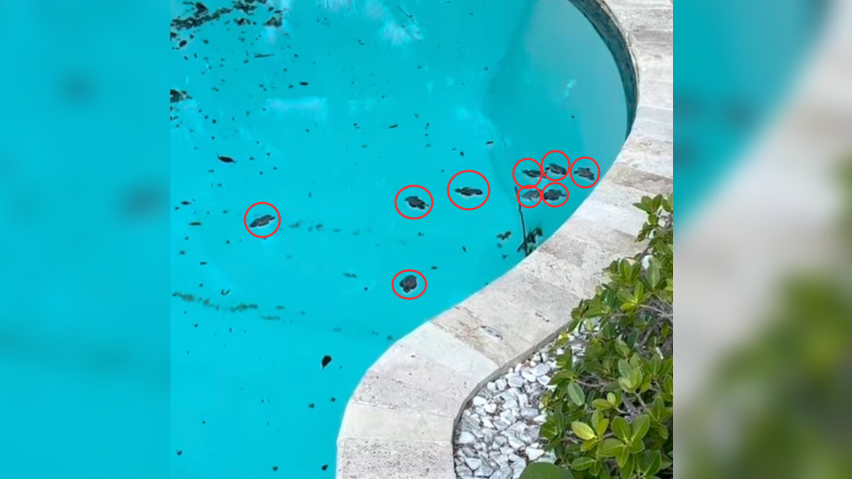 Florida Homeowners Wake Up To 64 Wild Babies Swimming In Their Pool