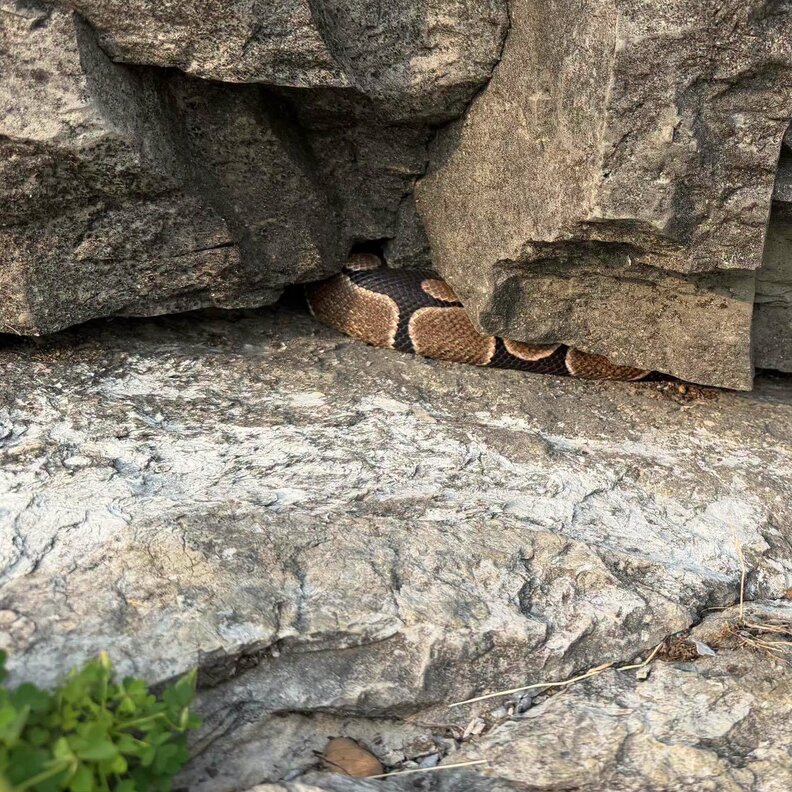 Hiker Spots Something Wedged Under A Rock In A Quarry — Then Realizes It’s A Lost Pet