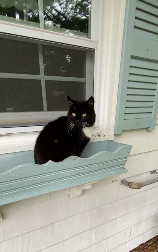 Cat Shows Up At Couple’s New House Every Day — Then They Learn Who She's Waiting For