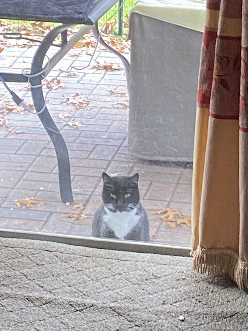 Luna in the yard