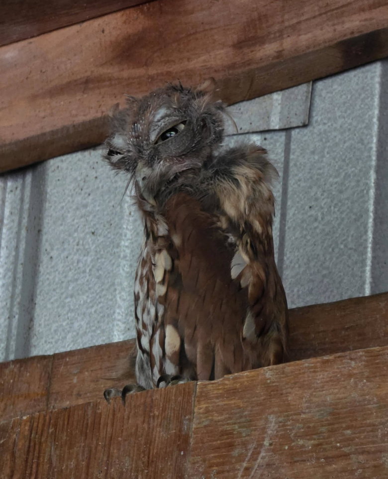 Woman Calls For Help When She Finds ‘Scrungly’ Owl In Shed