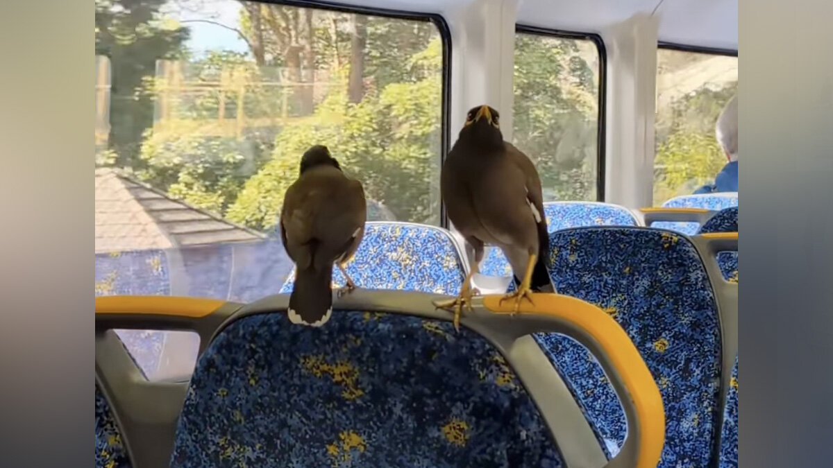 Woman Worries Wild Birds Are Trapped On A Train — Then Learns They Ride It Every Day