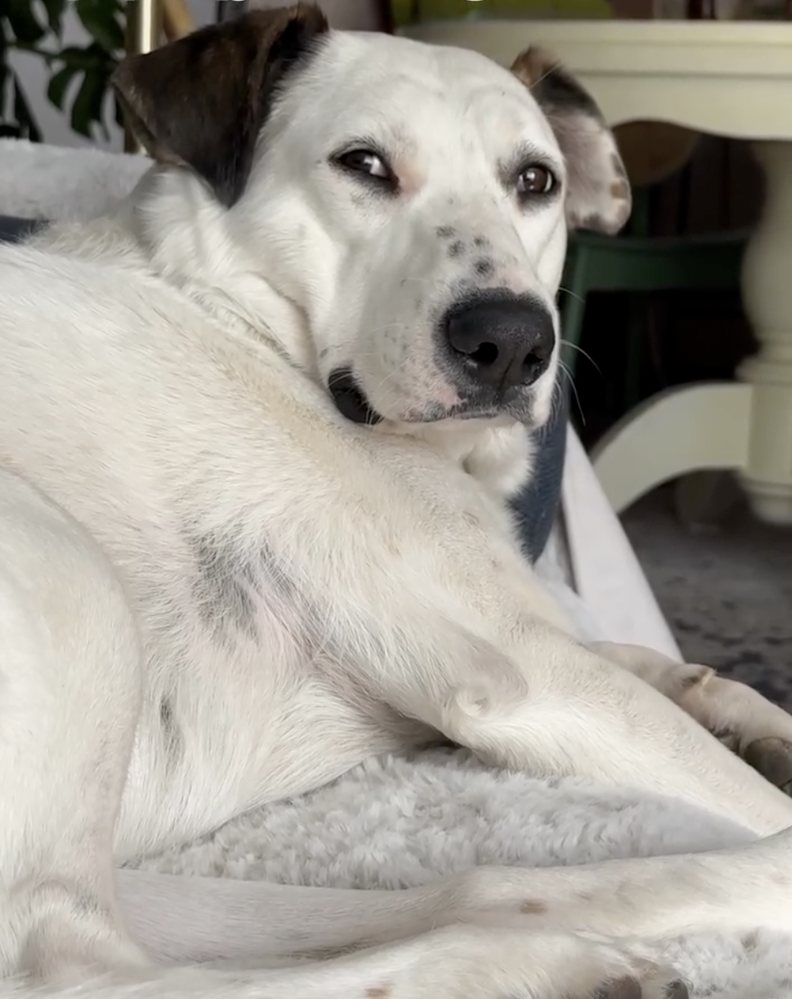 Family Brings Life-Size Cutout Of Their Dog Sofa Shopping To Find The Perfect Fit