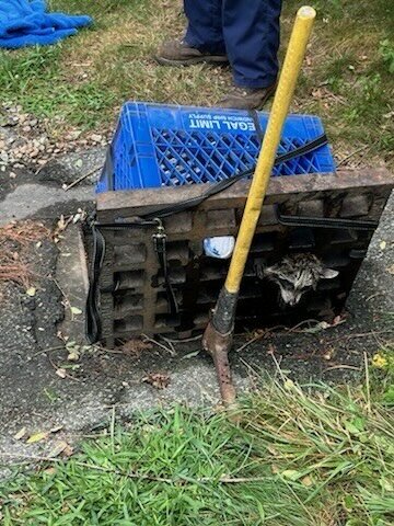 救助中のラクーン