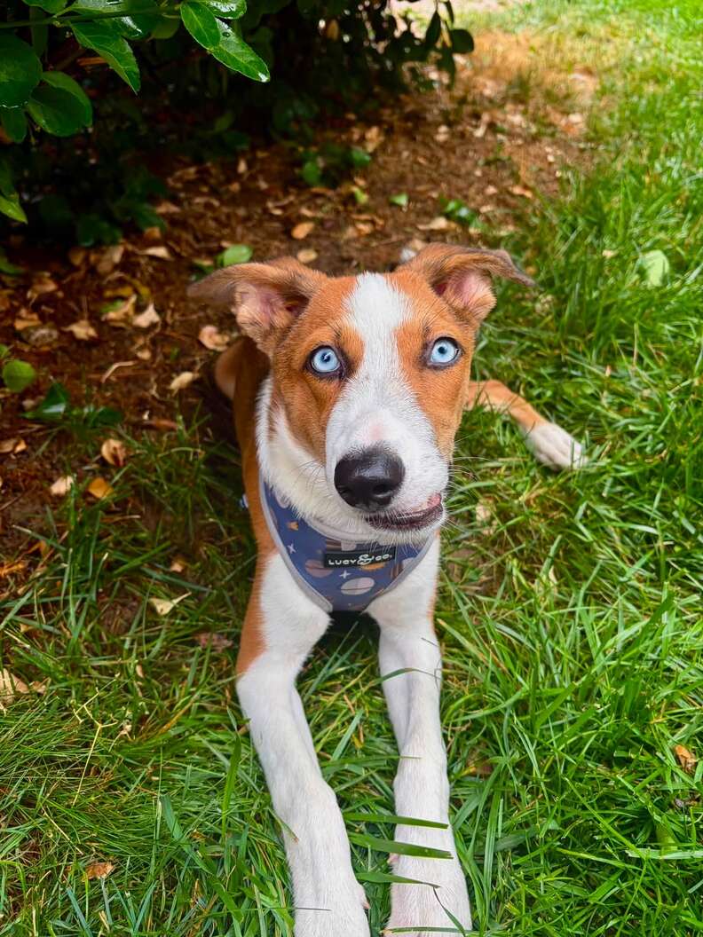 Benji