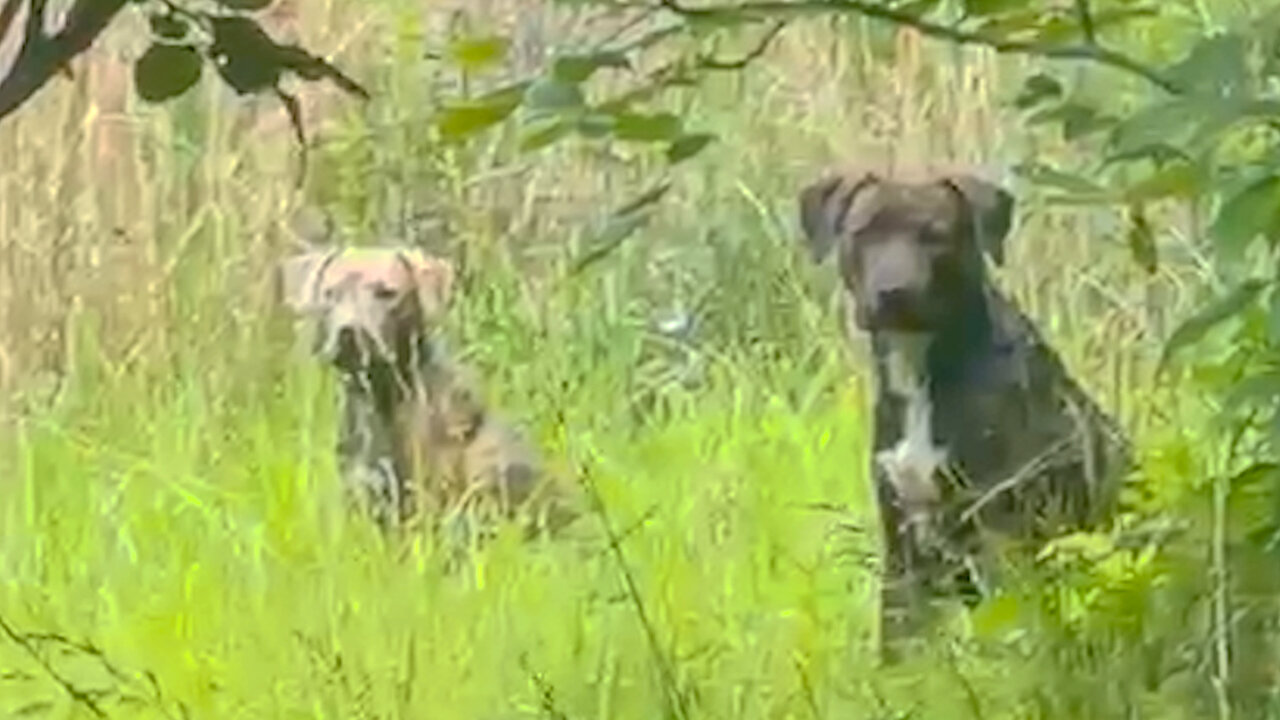 Two Mama Dogs Refuse To Leave Each Other's Side During Rescue