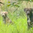 Two Mama Dogs Refuse To Leave Each Other's Side During Rescue