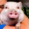 Woman Gets A Pig Instead Of Kids... Ends Up With A Forever Toddler