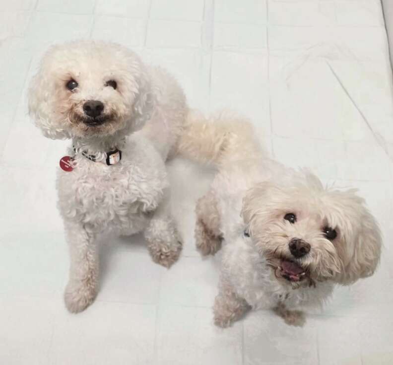 Cosmo & Miracle