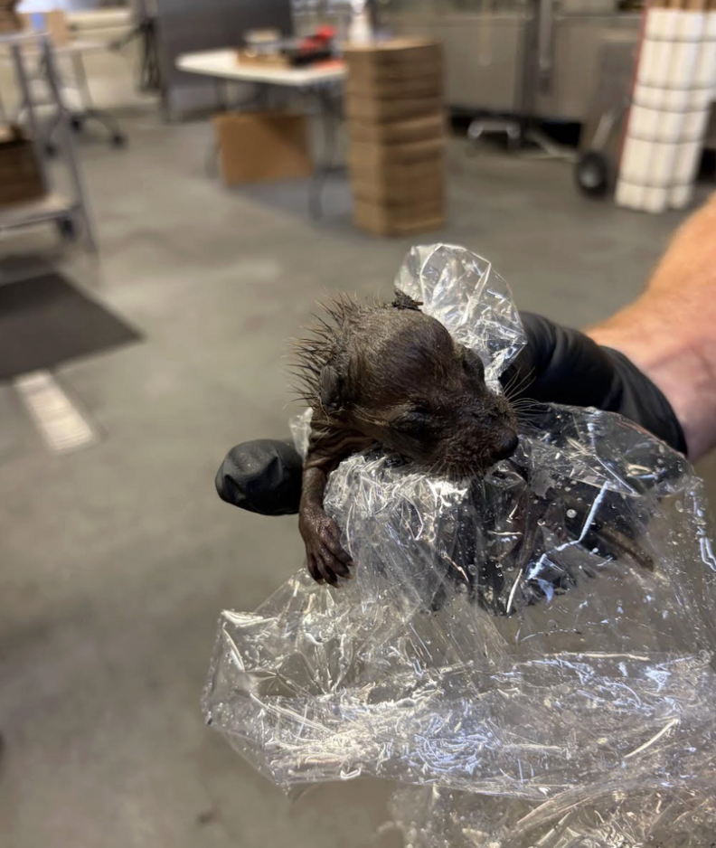 wet baby raccoon