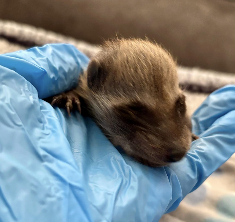 rescued baby raccoon