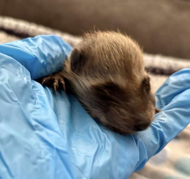 rescued baby raccoon
