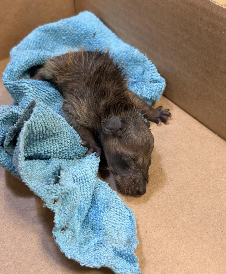 wet baby raccoon and blue towel