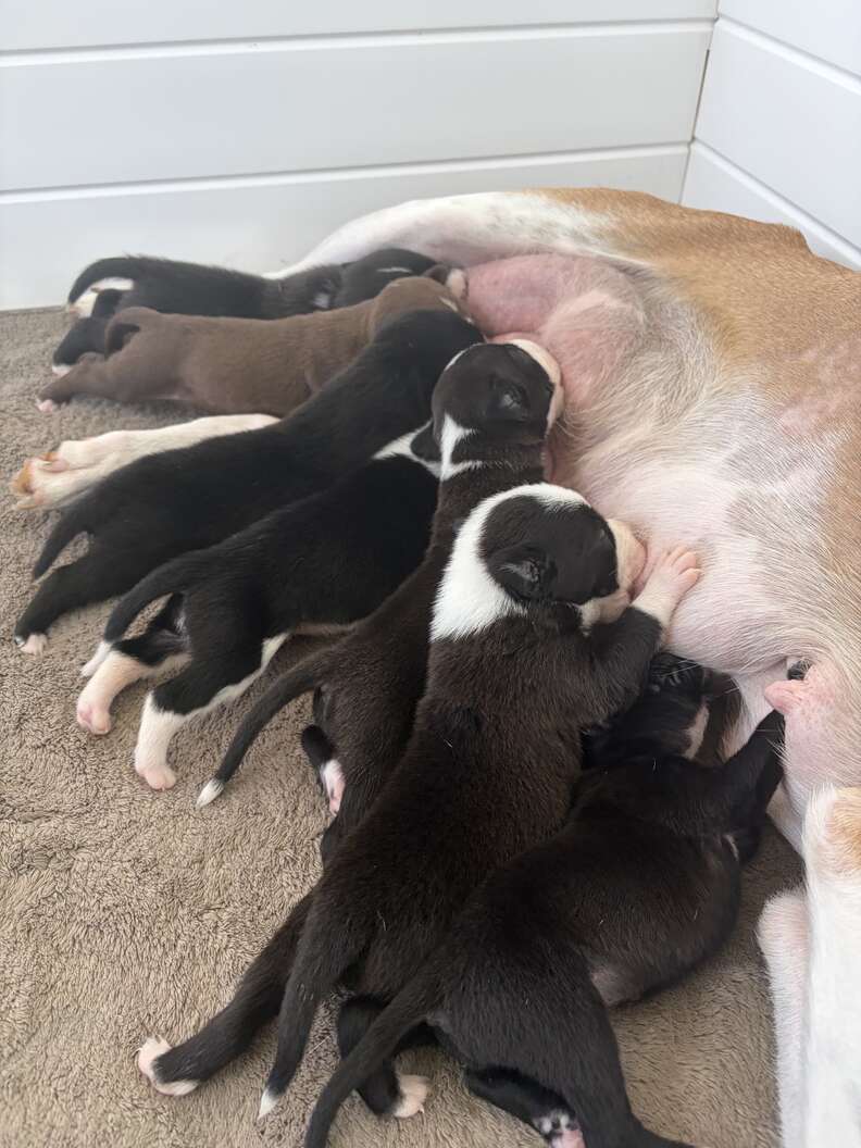 子犬たちが母乳を飲んでいるシーン
