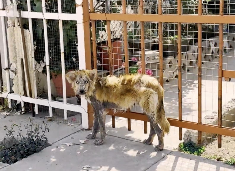 Rescuer Spots A ‘Werewolf’ On The Streets And Changes Her Life Forever