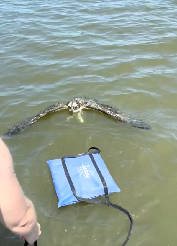 Woman On Boat Ride Spots Huge Bird In Trouble And Jumps Into The Water To Help