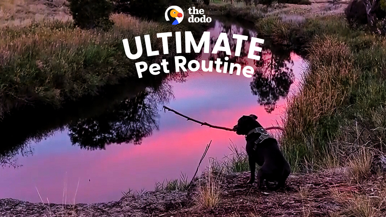 Dog Has To Stop And Contemplate Life During Every Walk
