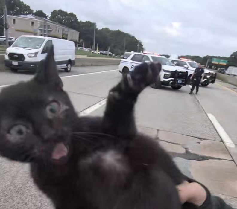 救助された子猫の様子